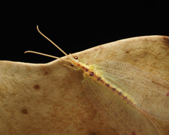 Norfolius howensis