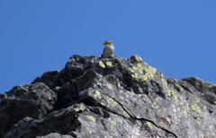 Phylloscopus proregulus