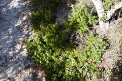 Stenanthera pinifolia