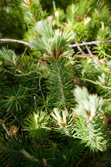 Stenanthera pinifolia