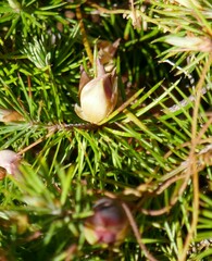 Stenanthera pinifolia