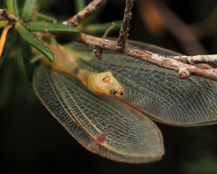 Norfolius howensis