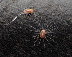 Monophlebidae