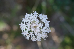 Trachymene incisa
