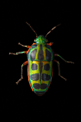 Calidea dregii