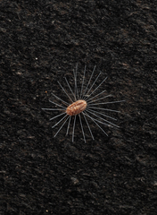 Monophlebidae