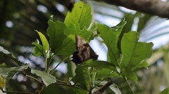 Papilio ulysses