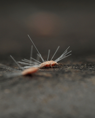 Monophlebidae