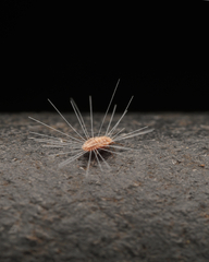 Monophlebidae