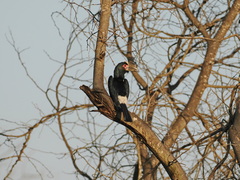 Bycanistes bucinator