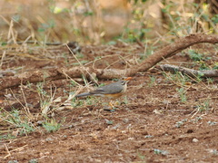 Turdus libonyana