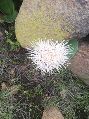 Haemanthus humilis hirsutus