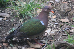 Chalcophaps longirostris