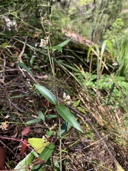 Leichhardtia suaveolens