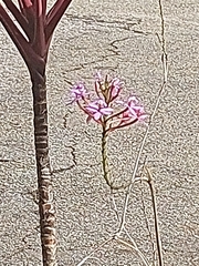 Epidendrum secundum