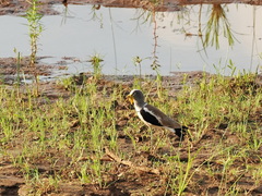 Vanellus albiceps