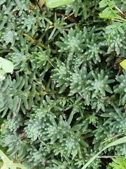 Sedum hispanicum
