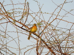 Telophorus sulfureopectus