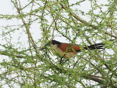 Centropus superciliosus burchellii