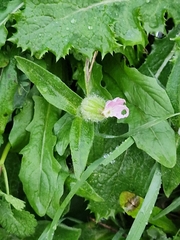 Silene dioica