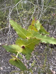 Hakea amplexicaulis