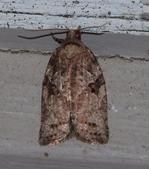 Epiphyas postvittana