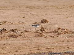 Charadrius tricollaris