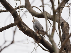 Kaupifalco monogrammicus