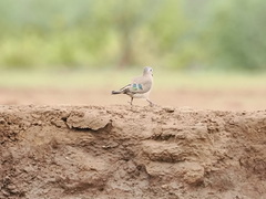 Turtur chalcospilos