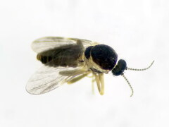 Forcipomyia bipunctata
