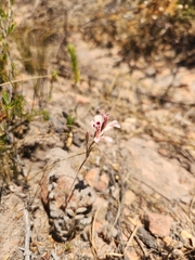 Pelargonium pinnatum
