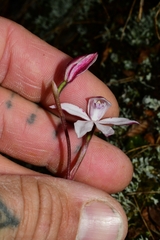 Caladenia alpina