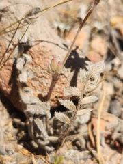 Pelargonium pinnatum