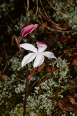 Caladenia alpina