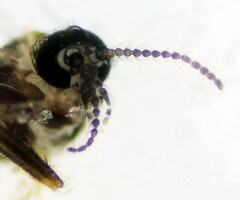 Forcipomyia bipunctata