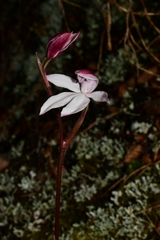 Caladenia alpina