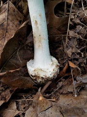 Amanita suballiacea