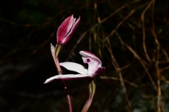 Caladenia alpina