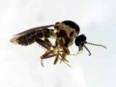 Forcipomyia bipunctata