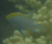 Neoglyphidodon melas