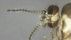 Forcipomyia bipunctata