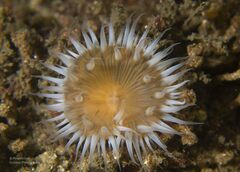 Anthothoe albocincta