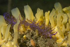 Pteraeolidia ianthina