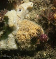 Dendronephthya australis