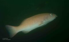 Plectropomus leopardus