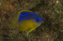 Mecaenichthys immaculatus