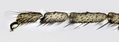 Forcipomyia bipunctata
