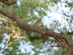 Turdus libonyana