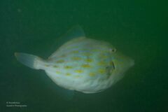 Eubalichthys mosaicus