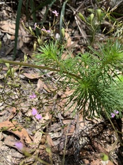 Stylidium laricifolium